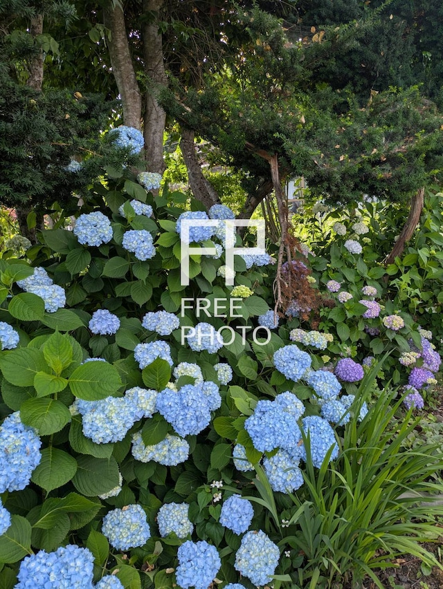 紫陽花