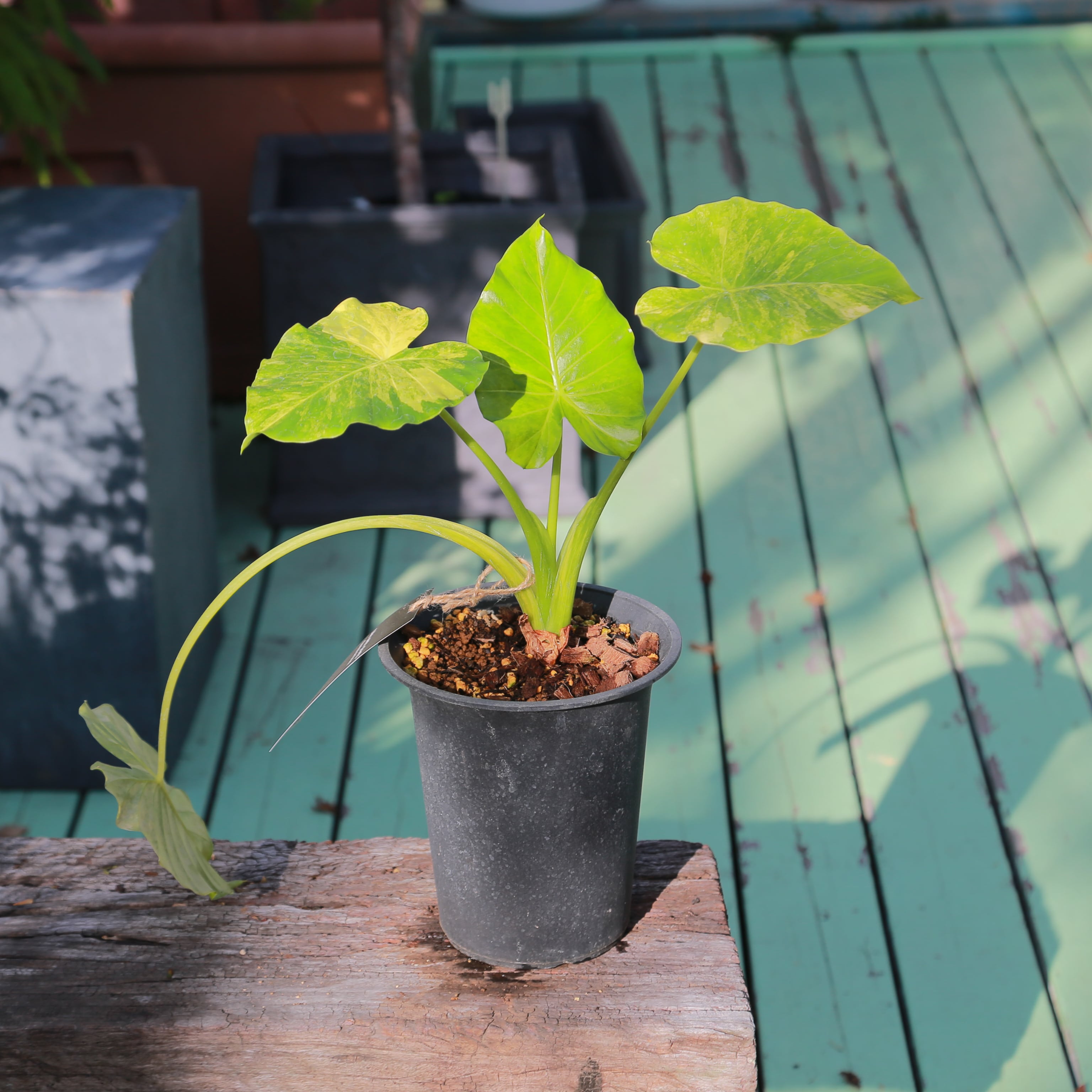 アロカシア オドラ イエロー 斑入り クワズイモ○観葉植物 耐陰性植物