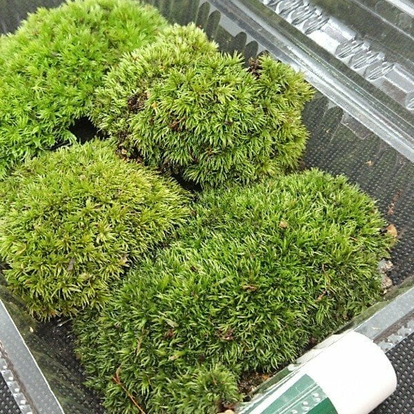 Amazon 1位獲得！送料無料！新鮮 天然 山苔 たくさん入って鮮度抜群