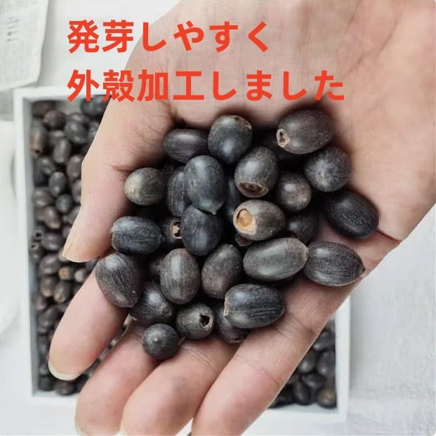 ミニハスの種 茶碗蓮 ハスの種 屋内外植付け可能 お得な値段設定 10粒