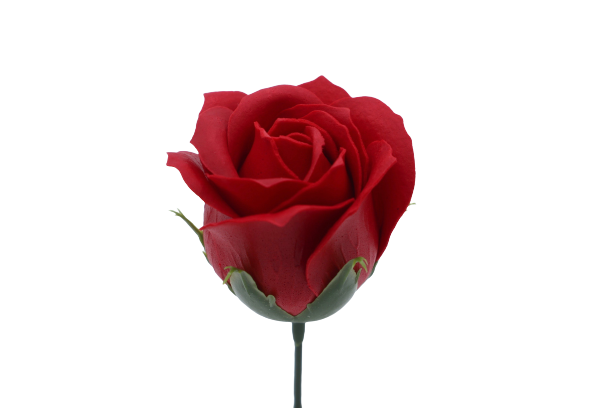 プリンセスバラS-R1 レッド (15輪入りor25輪入り)