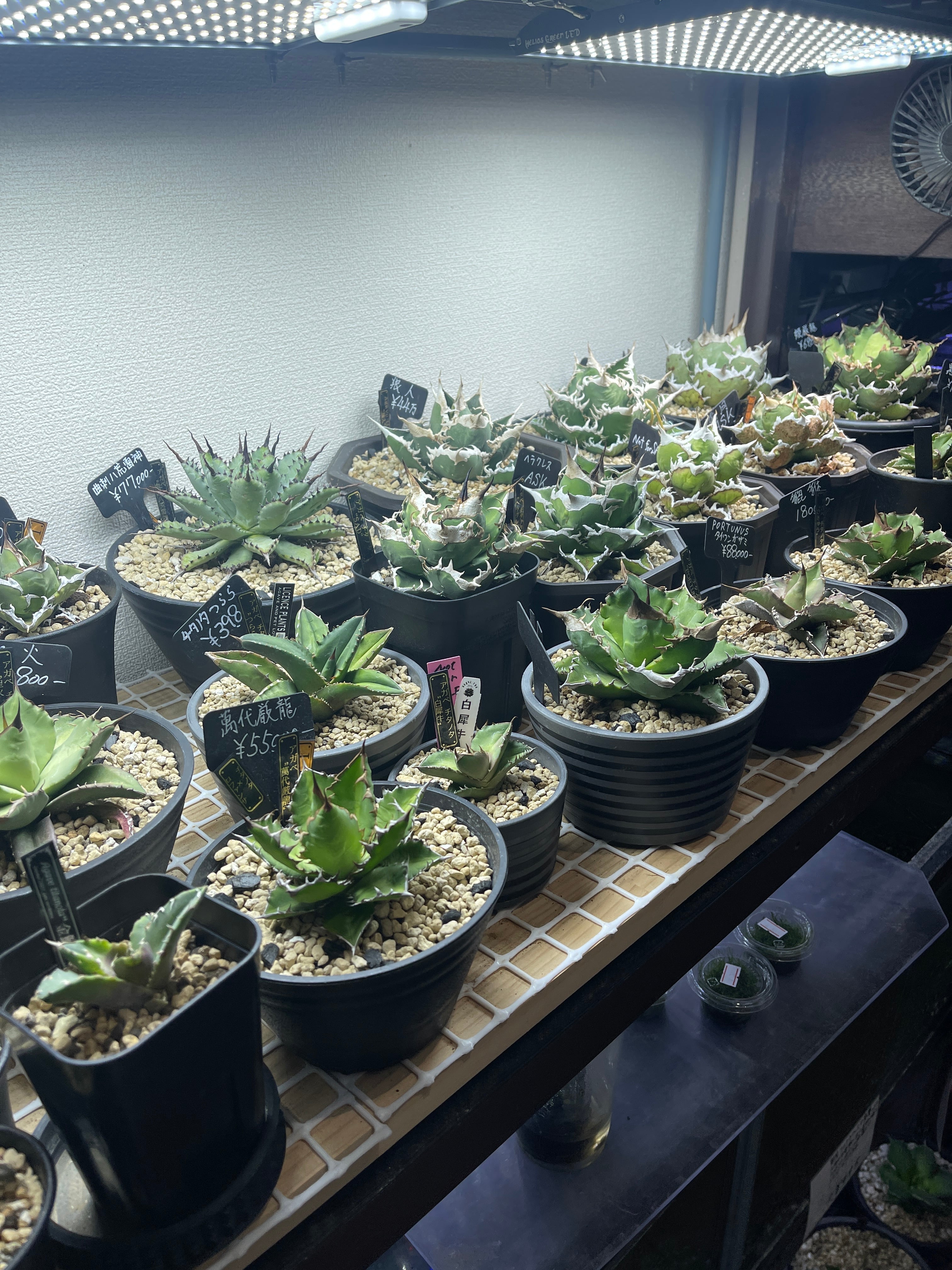 LicencePlants LicencePlants