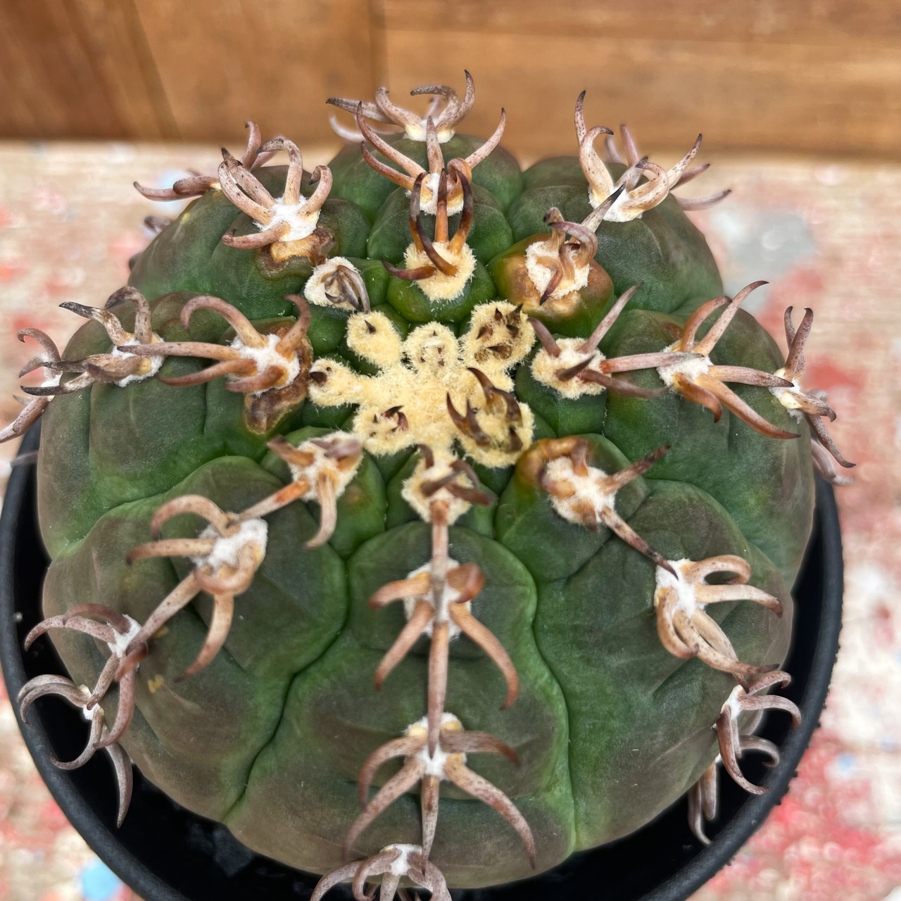 Gymnocalycium spegazzinii var. unguispinum【ギムノカリキウム・短刺天平丸・実生】