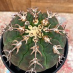 Gymnocalycium spegazzinii var. unguispinum【ギムノカリキウム・短刺天平丸・実生】
