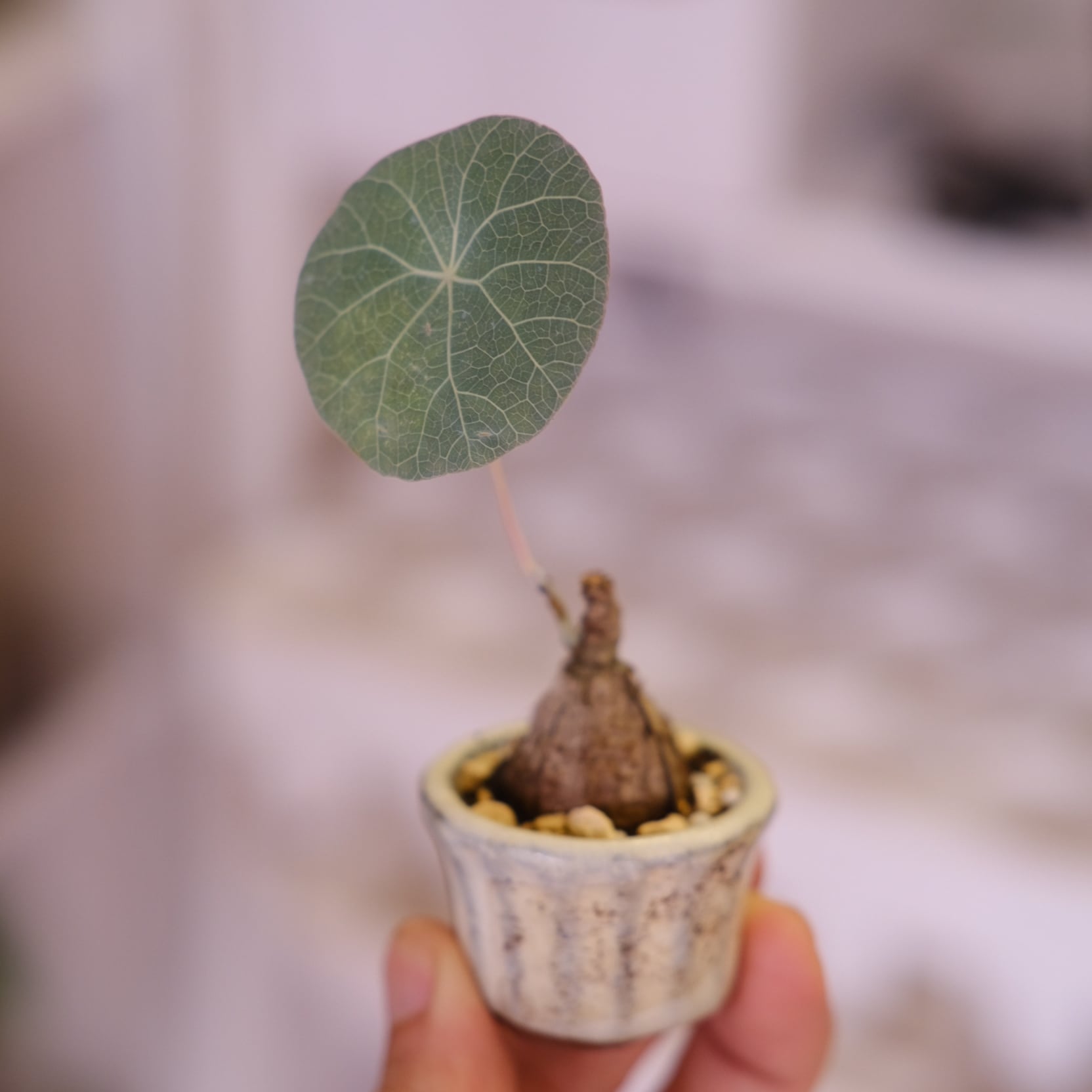 Stephania kaweesakii│ステファニア カウィーサキー│観葉植物│盆栽