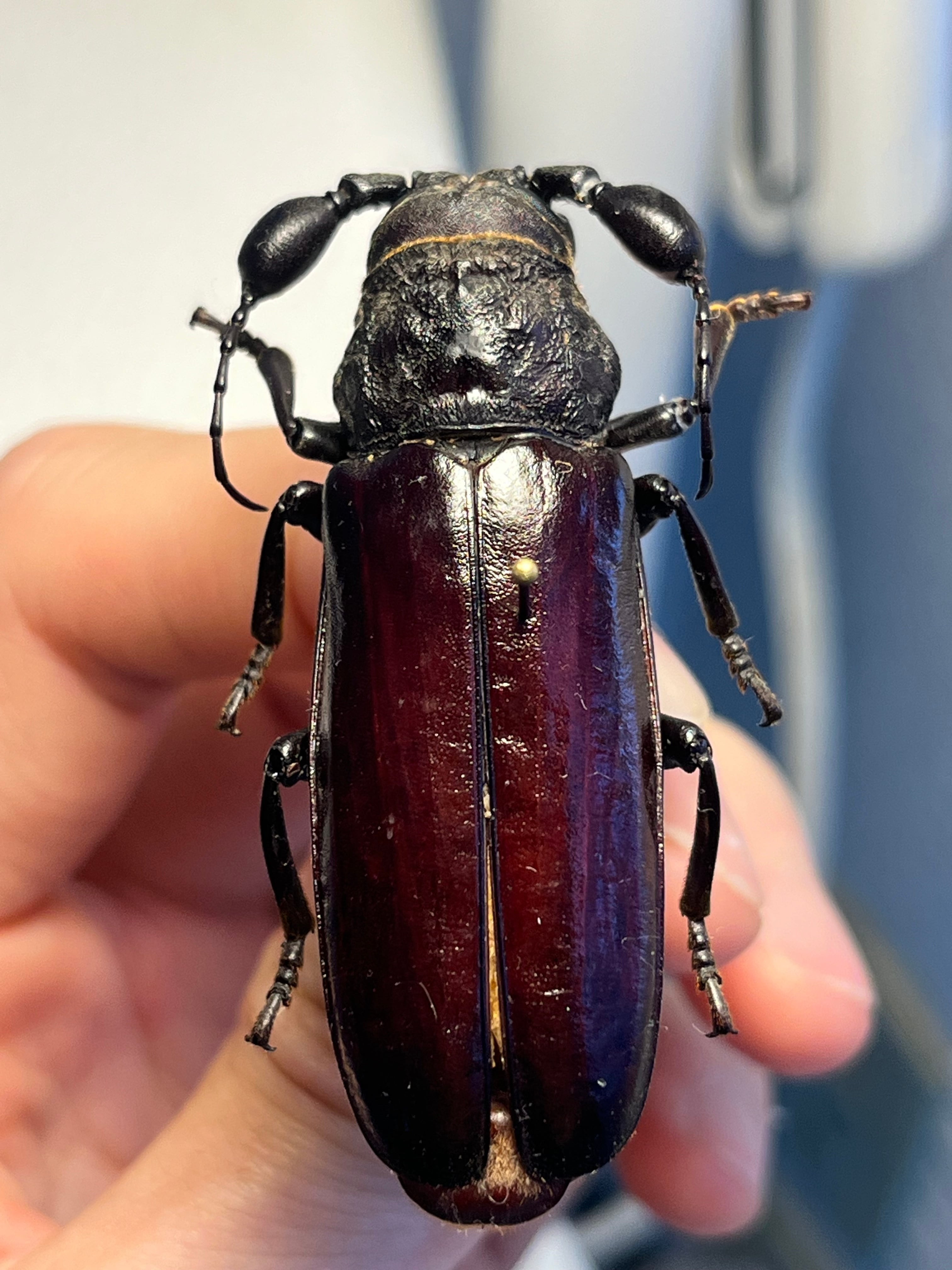 一属一種】Bolbotritus bainesiウスバカミキリ ミヤマカミキリ 昆虫