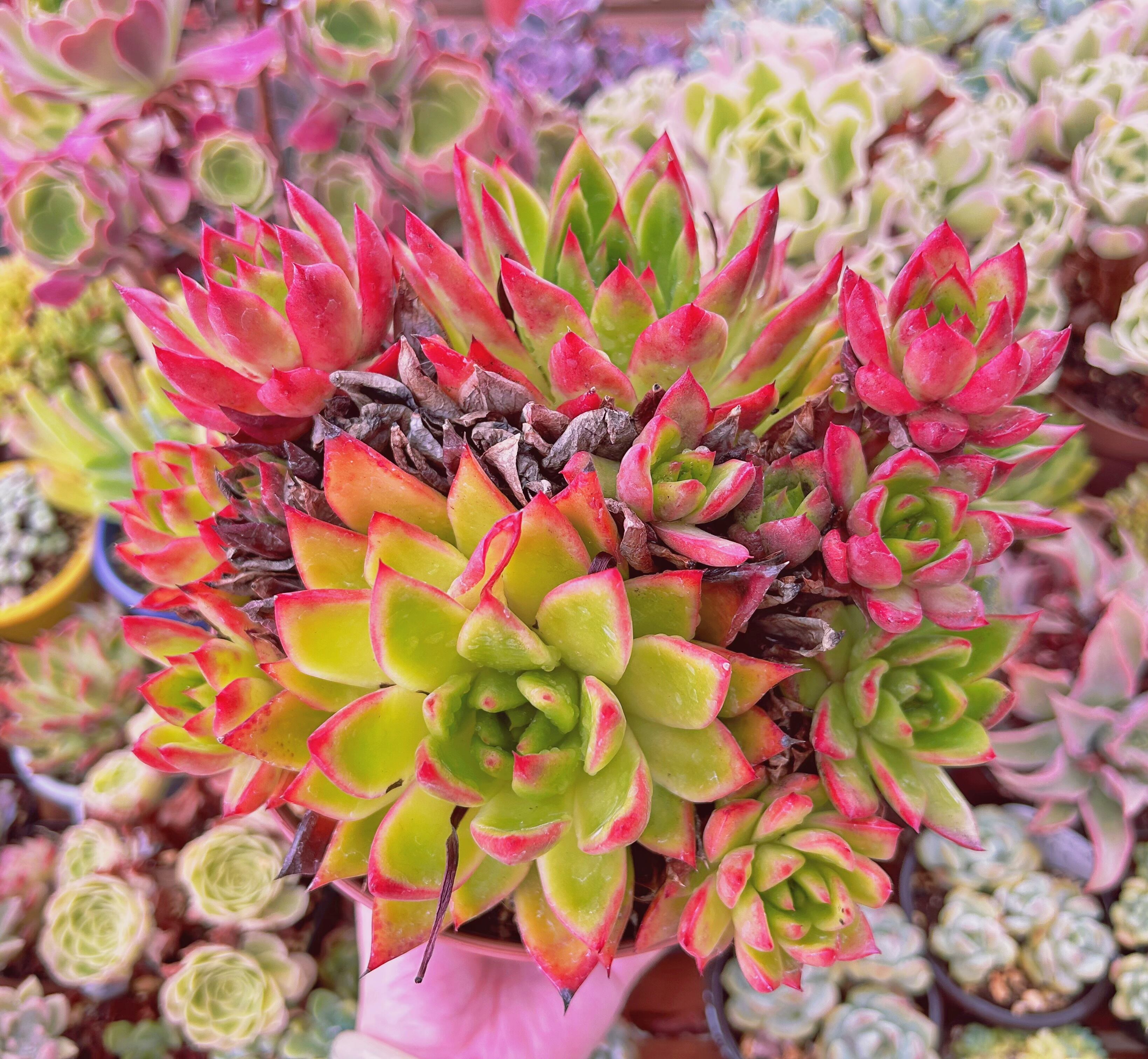 現物　多肉植物　カリスト　特特大　抜き苗　16cm鉢