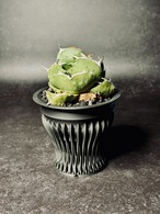 Versa（深型） sizeXL