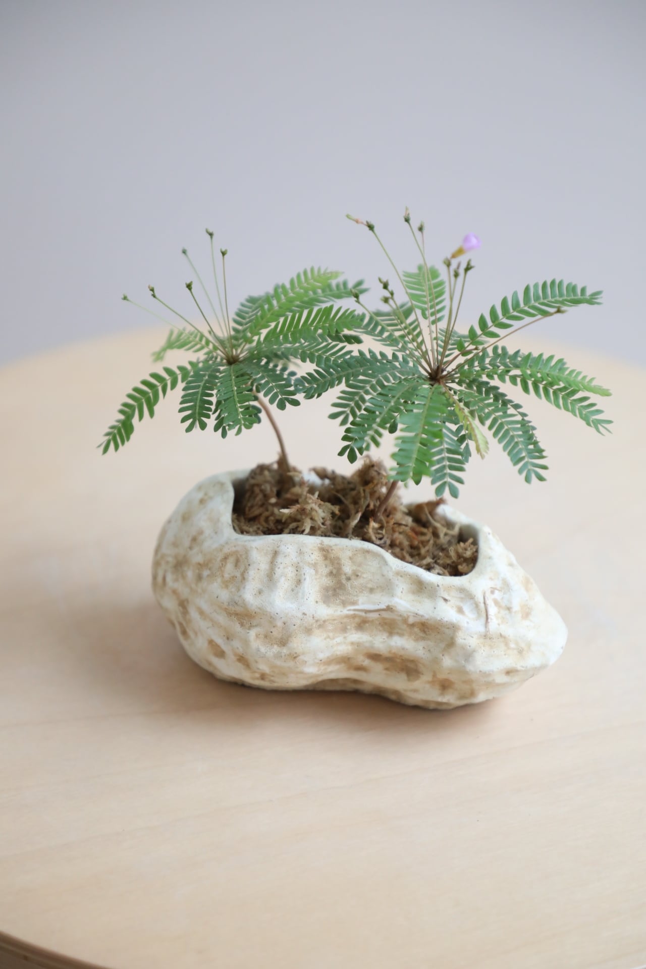 S】ヤマモミジ 盆栽/Japanese maple bonsai | 【厳選植物・器】MIDORI