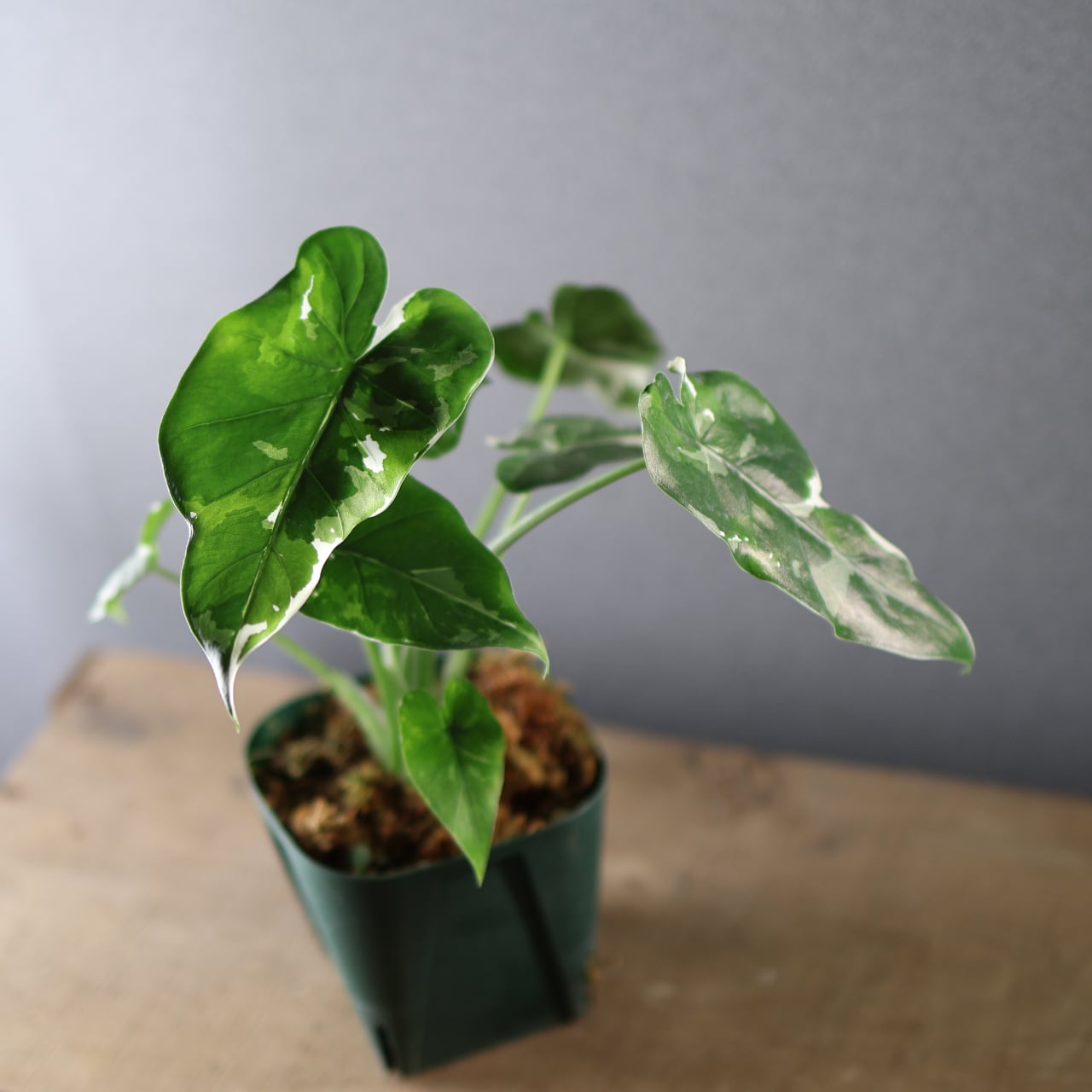 575『斑入り クワズイモ』観葉植物【送料無料】 | MARX PLANTS | 観葉