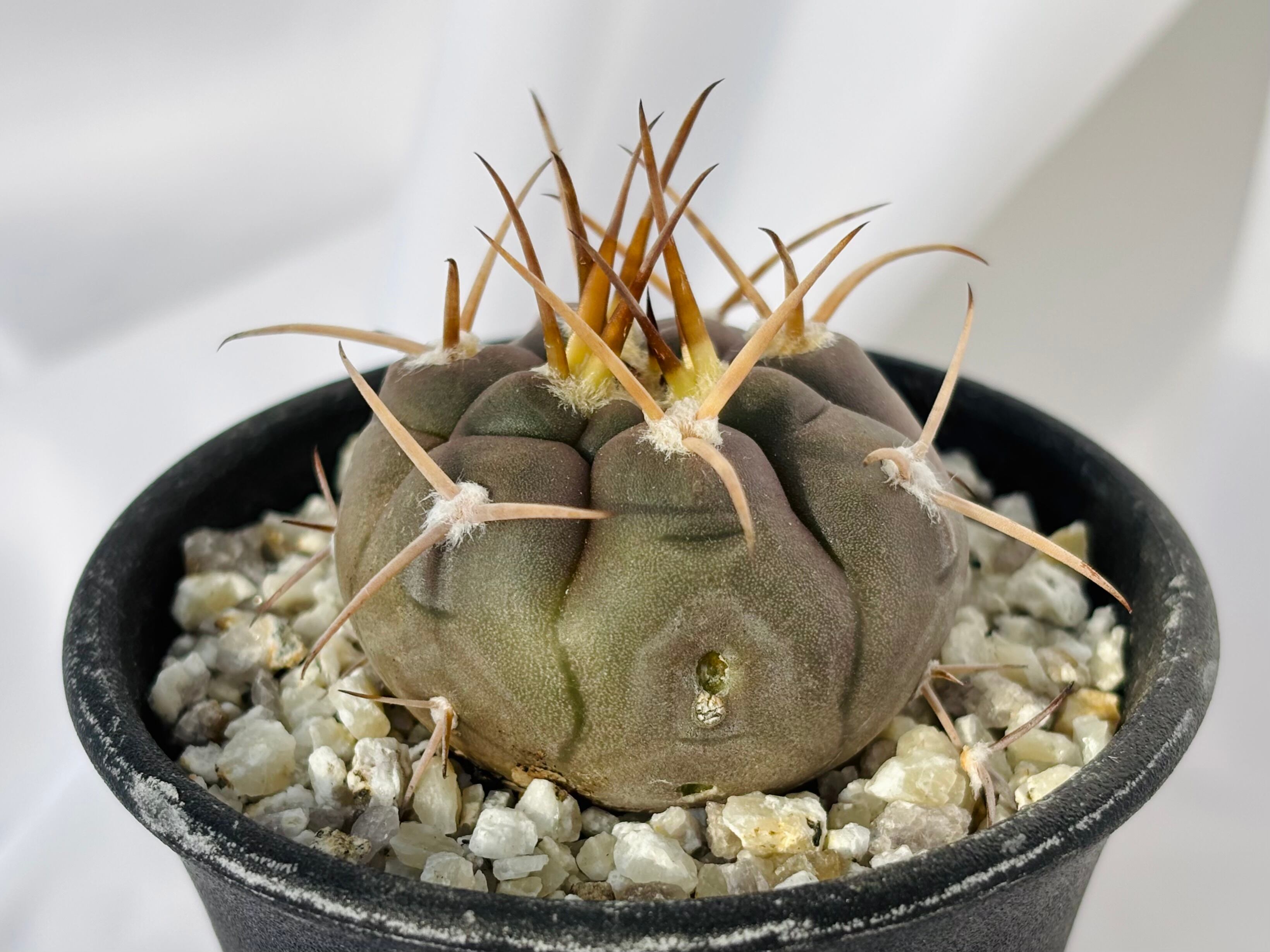 Gymnocalycium mazanense ギムノカリキウム 守金魔天竜 サボテン