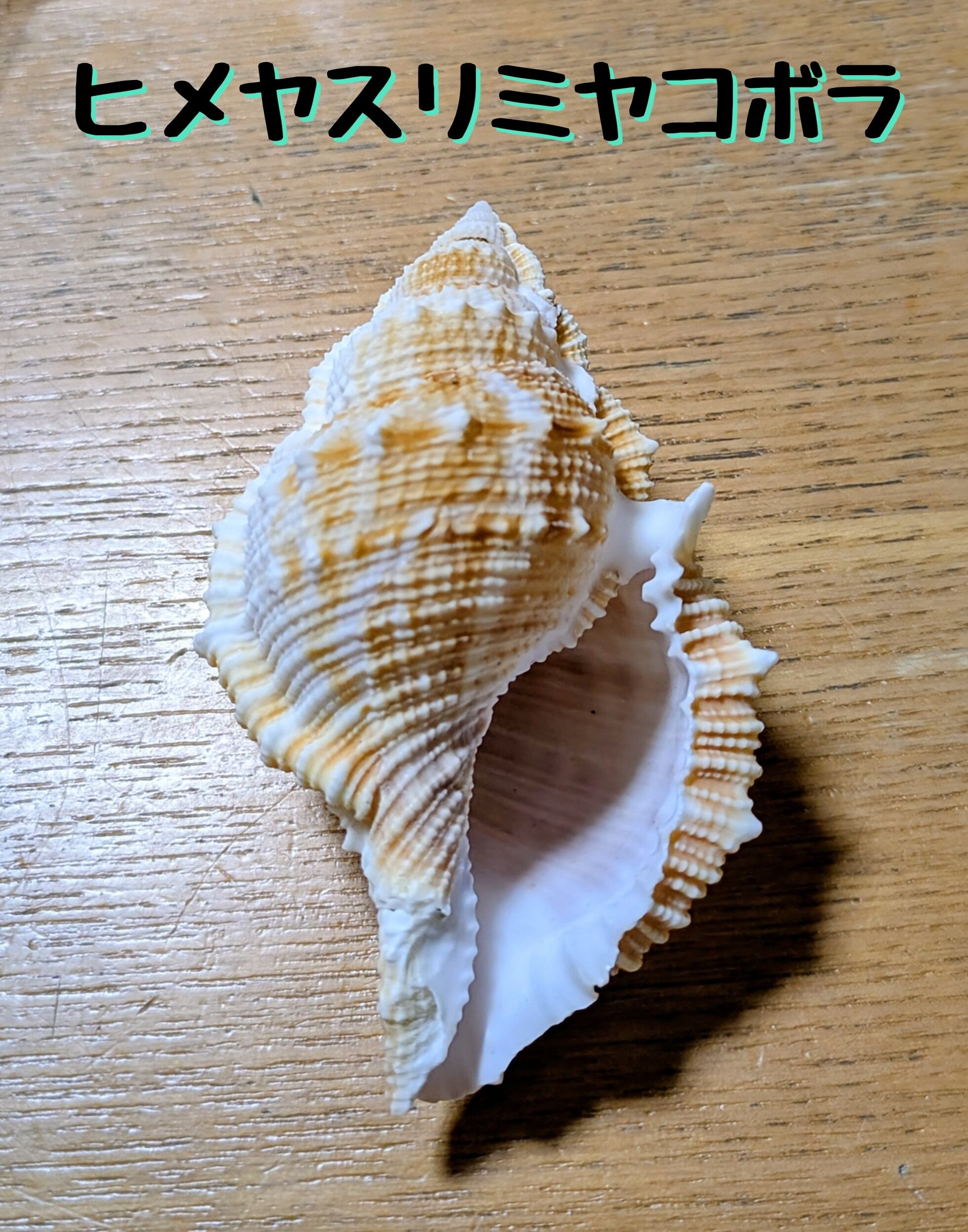 ウミウチワ　約13㎝ ウミウチワ 約13㎝ 【公式通販】