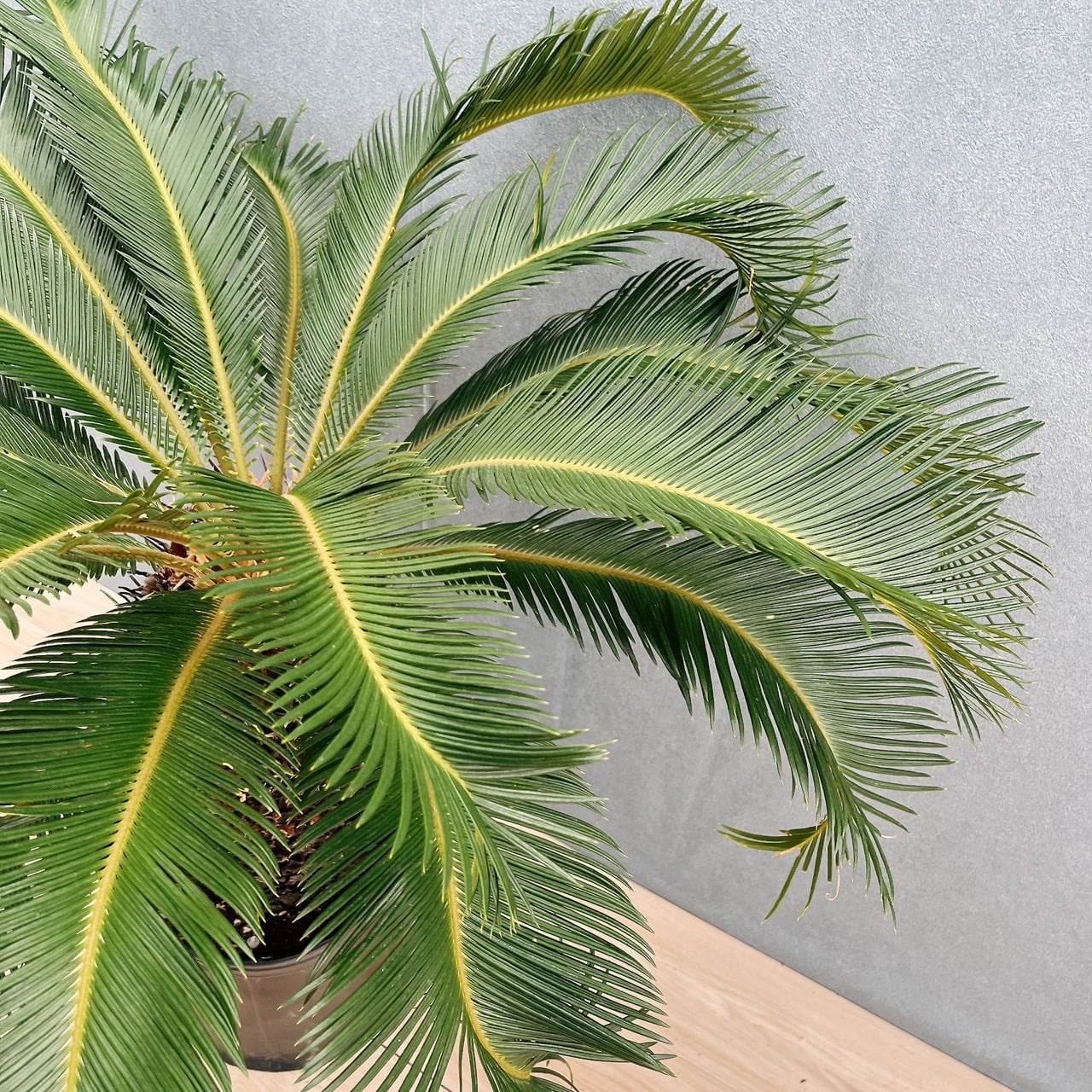 現品］☆おすすめ☆ A1 ソテツ 10号 観葉植物 大型 屋外 綺麗 幹太