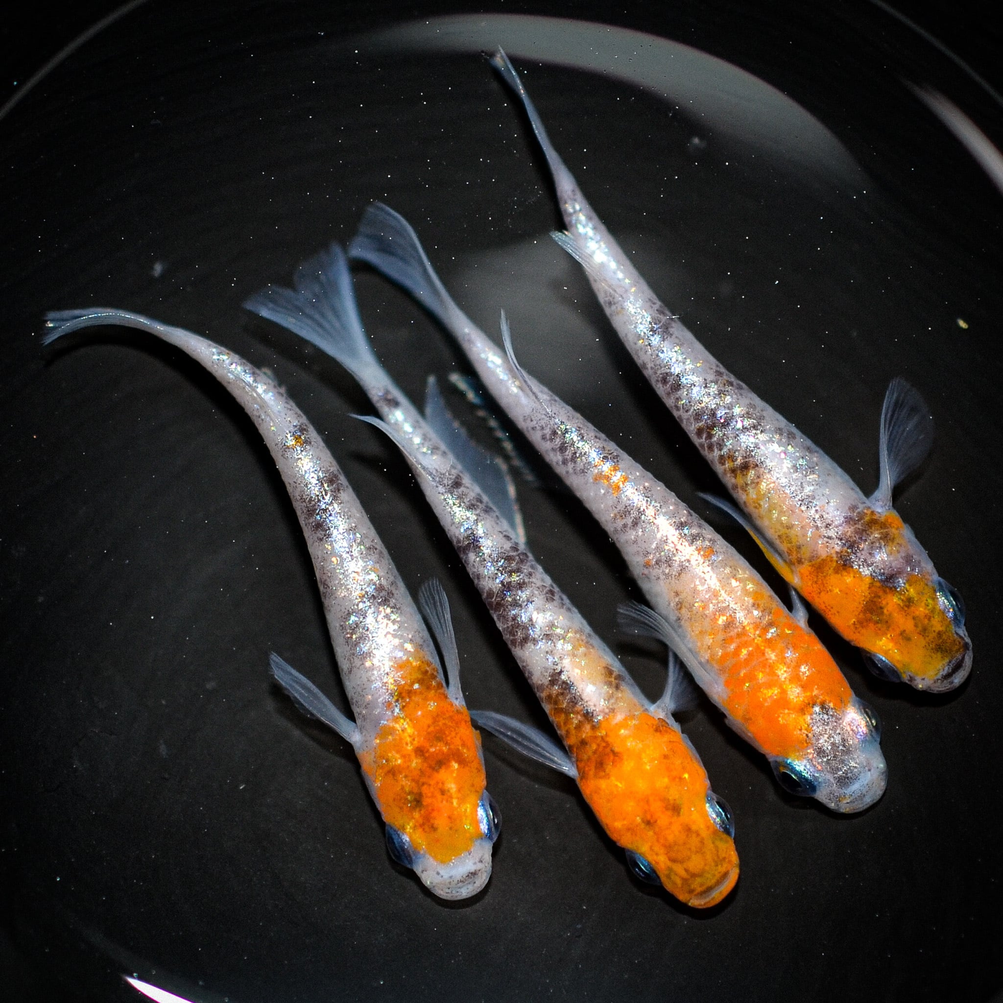 メダカ 【丸玄】 白カブキ 若魚 10匹 M3 特上2ペア N-8現物出品 鱗光 