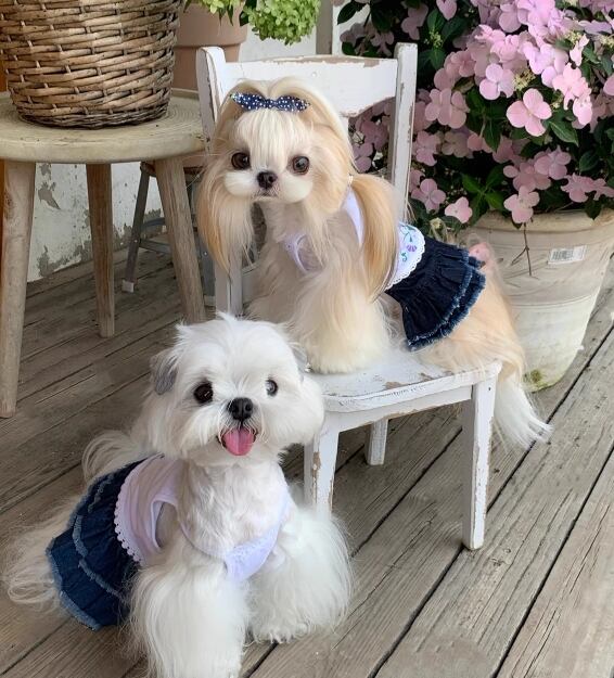 《予約》3102441 あさがおワンピース