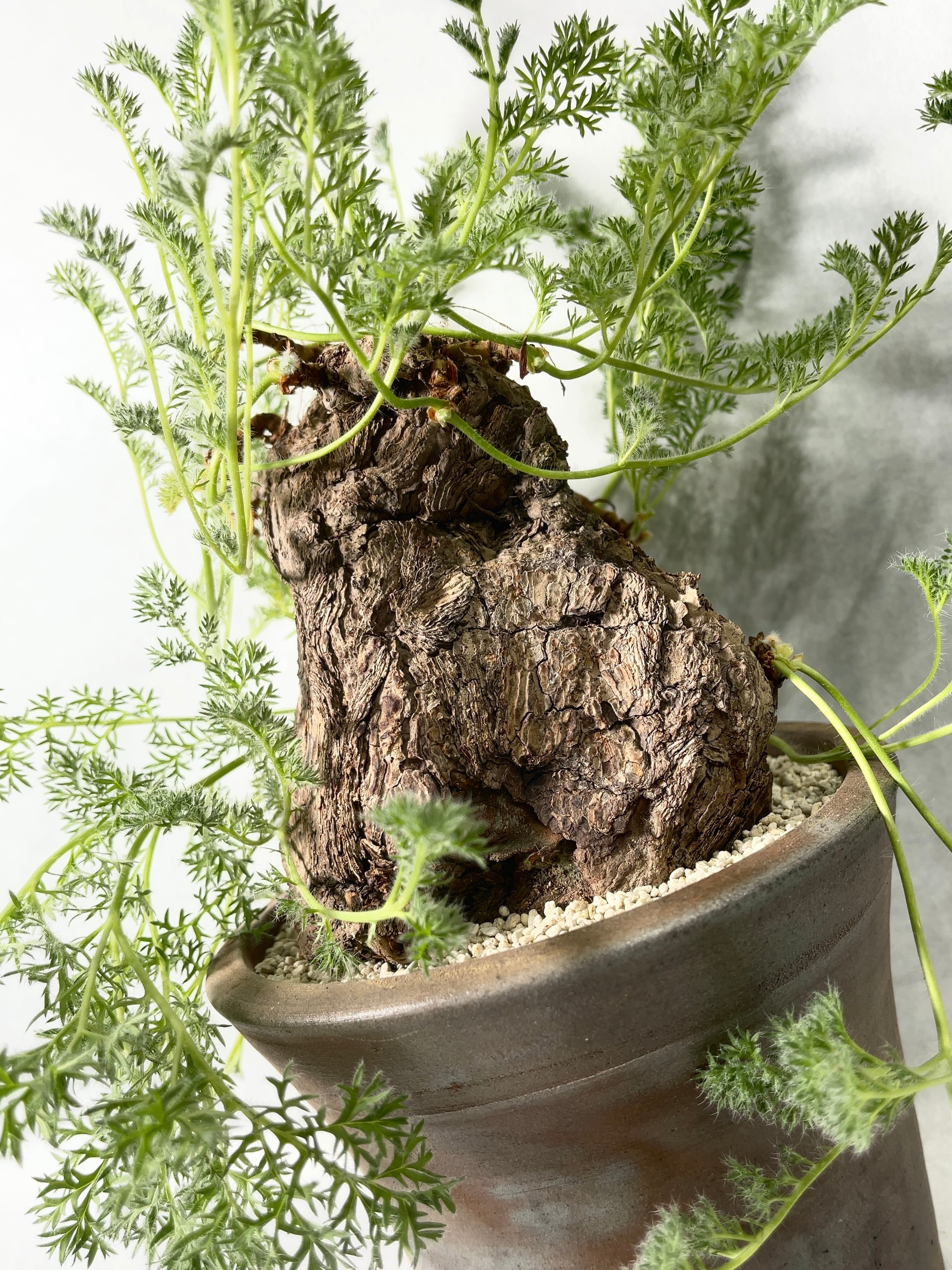 ペラルゴニウム・トリステ | trigger