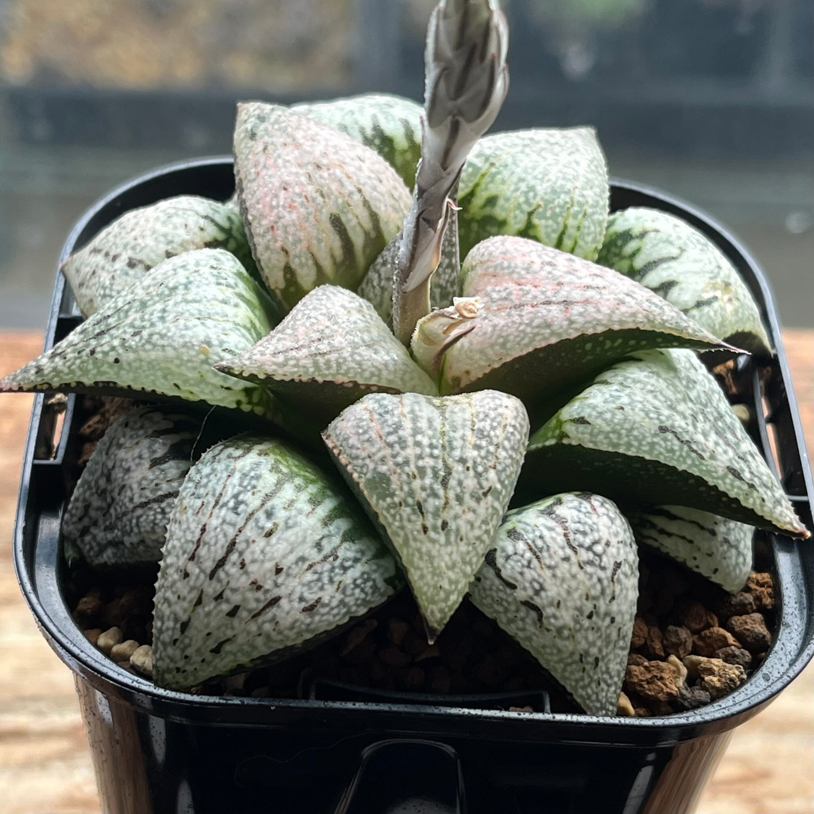 ハオルチア 花狐錦 | mocono_plants