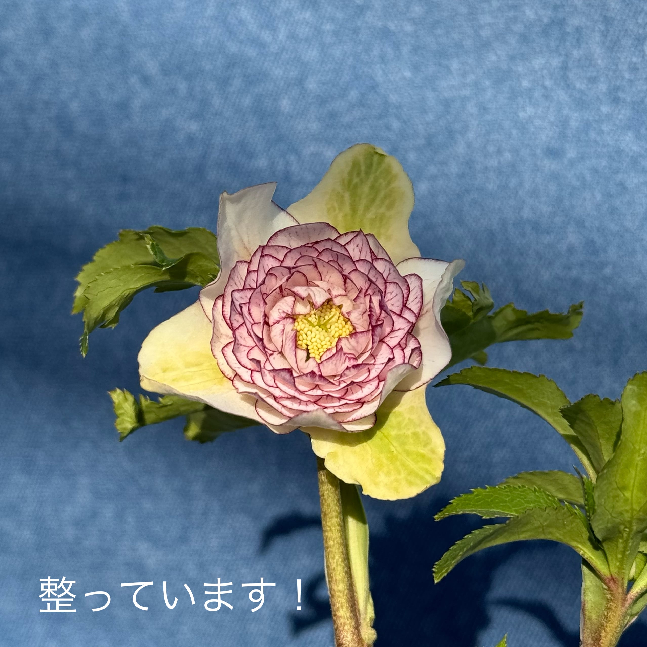 大木ナーセリークリスマスローズ開花株 デュメ系リバーシブル 大木ナーセリークリスマスローズ開花株 デュメ系リバーシブル