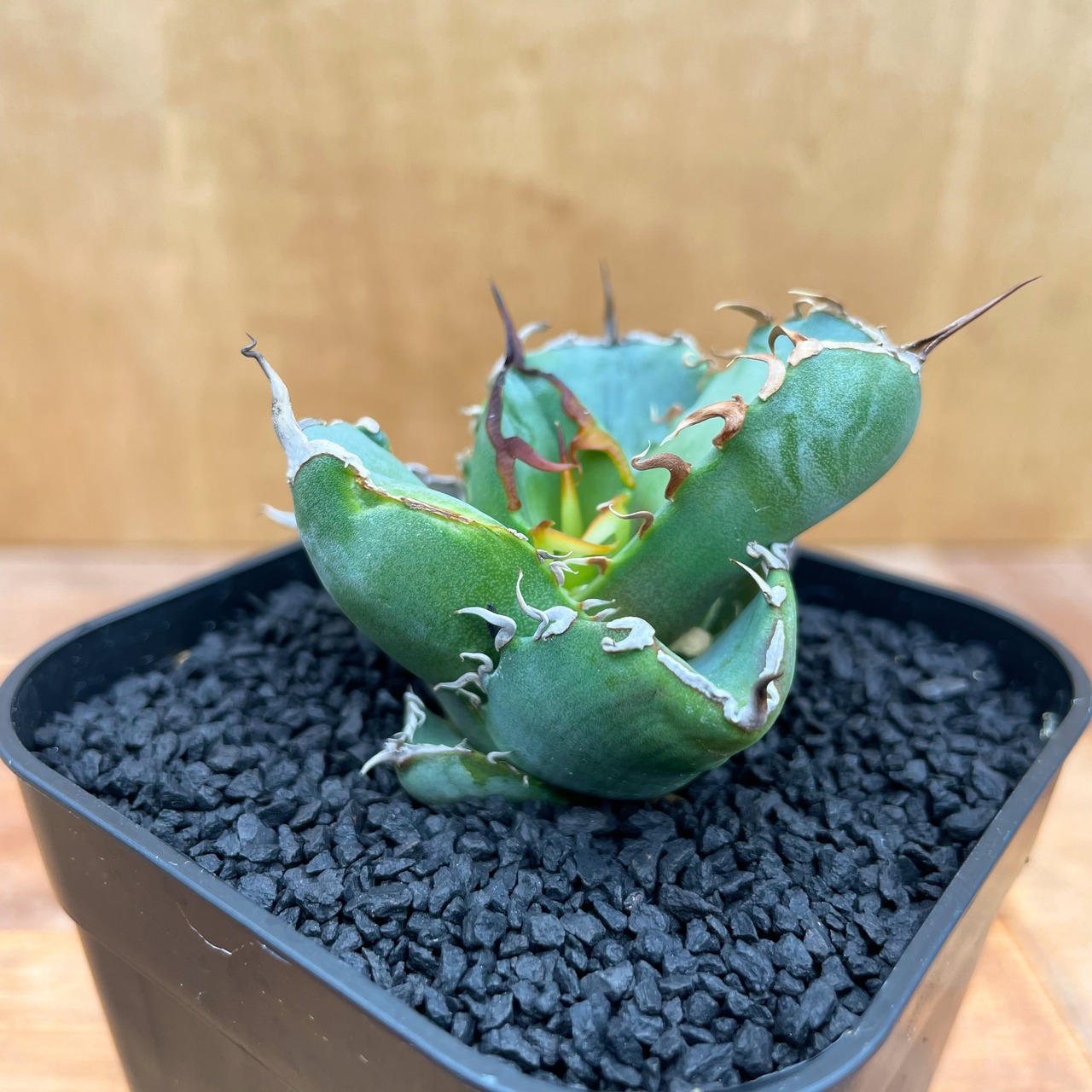 Agave titanota 【チタノタ・短葉ダルマ葉】