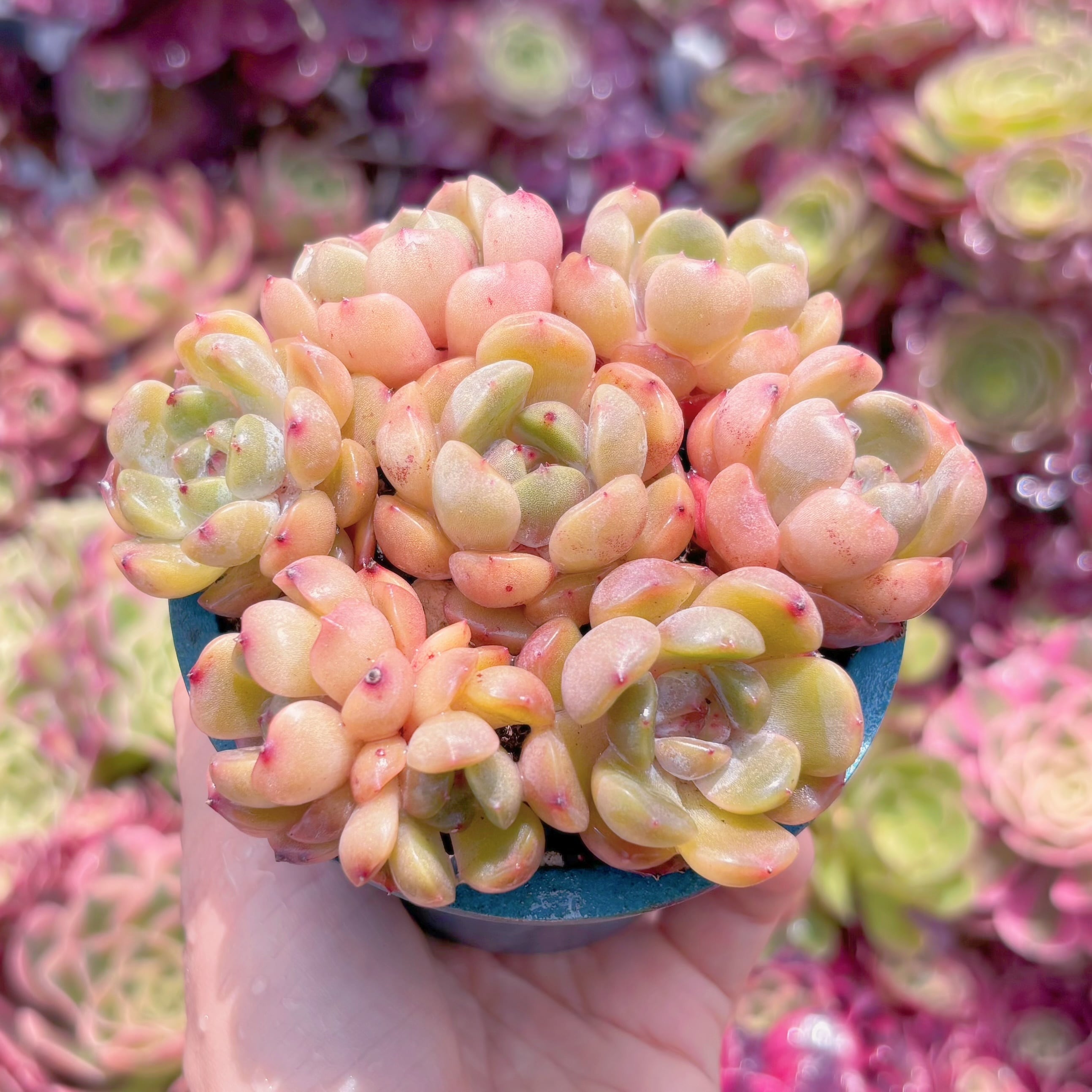 多肉植物 レッドラバー(7苗) 新入荷 るる農園 | るる農園~多肉植物専門