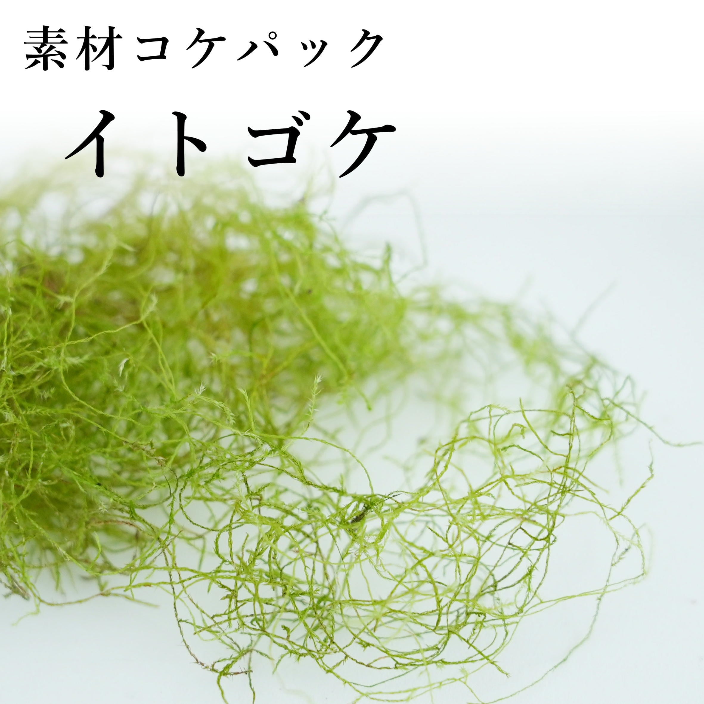 素材苔パック | 苔テラリウム専門ショップ道草