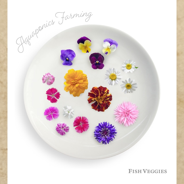 【食べられるお花】エディブルフラワー　化学肥料/農薬不使用の安心して食べられるお花