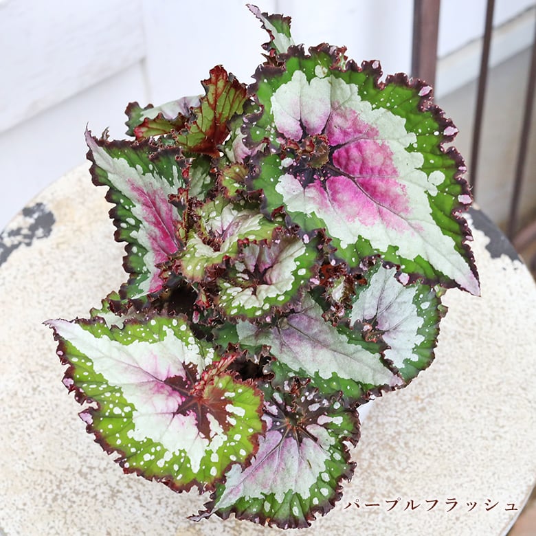 観葉植物 レックスベゴニア 4号 パープルフラッシュ ハワイアン