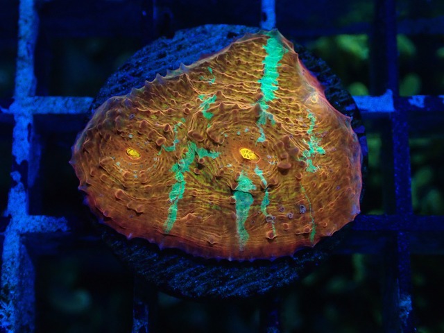 Chalice Frag 2"