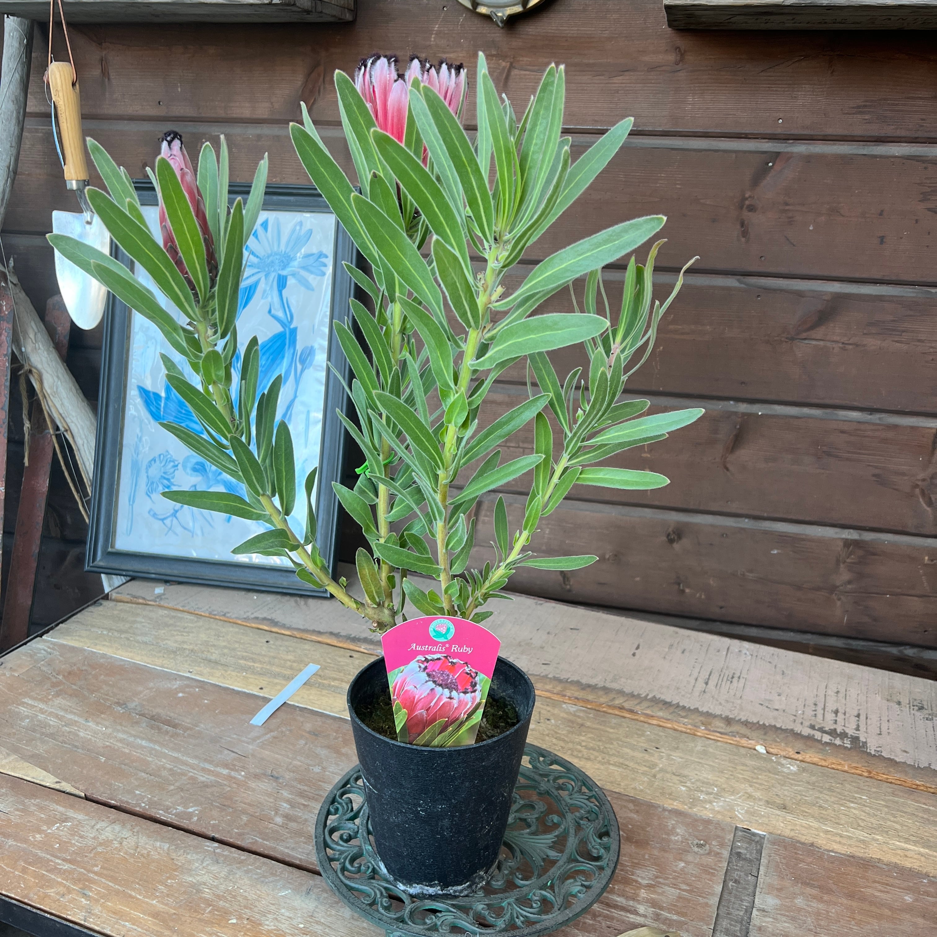 プロテア オーストラリス ルビー① | 沼ノ上農園