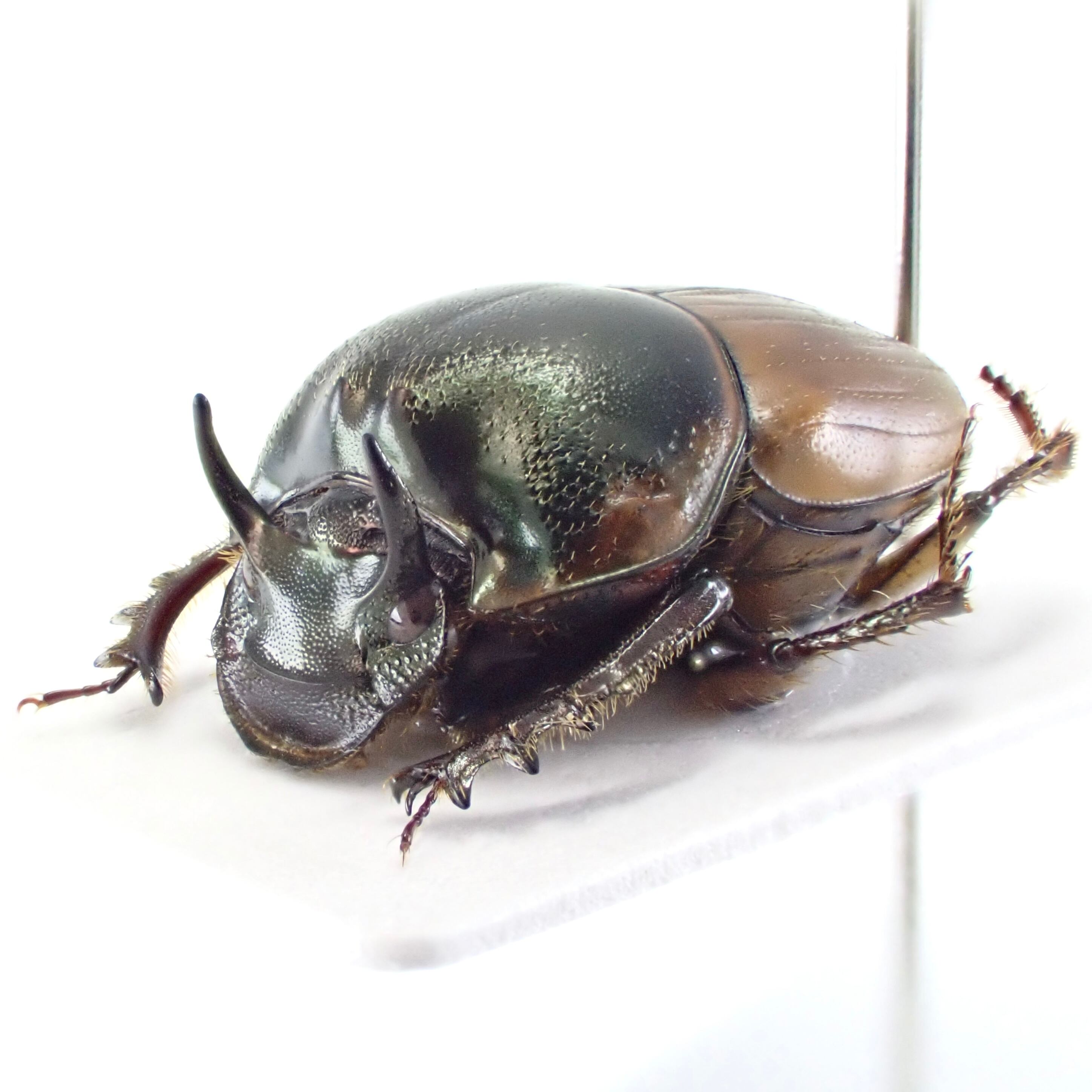 ボツワナ産 Digitonthophagus sp. ♂♀ 12mm/12mm L