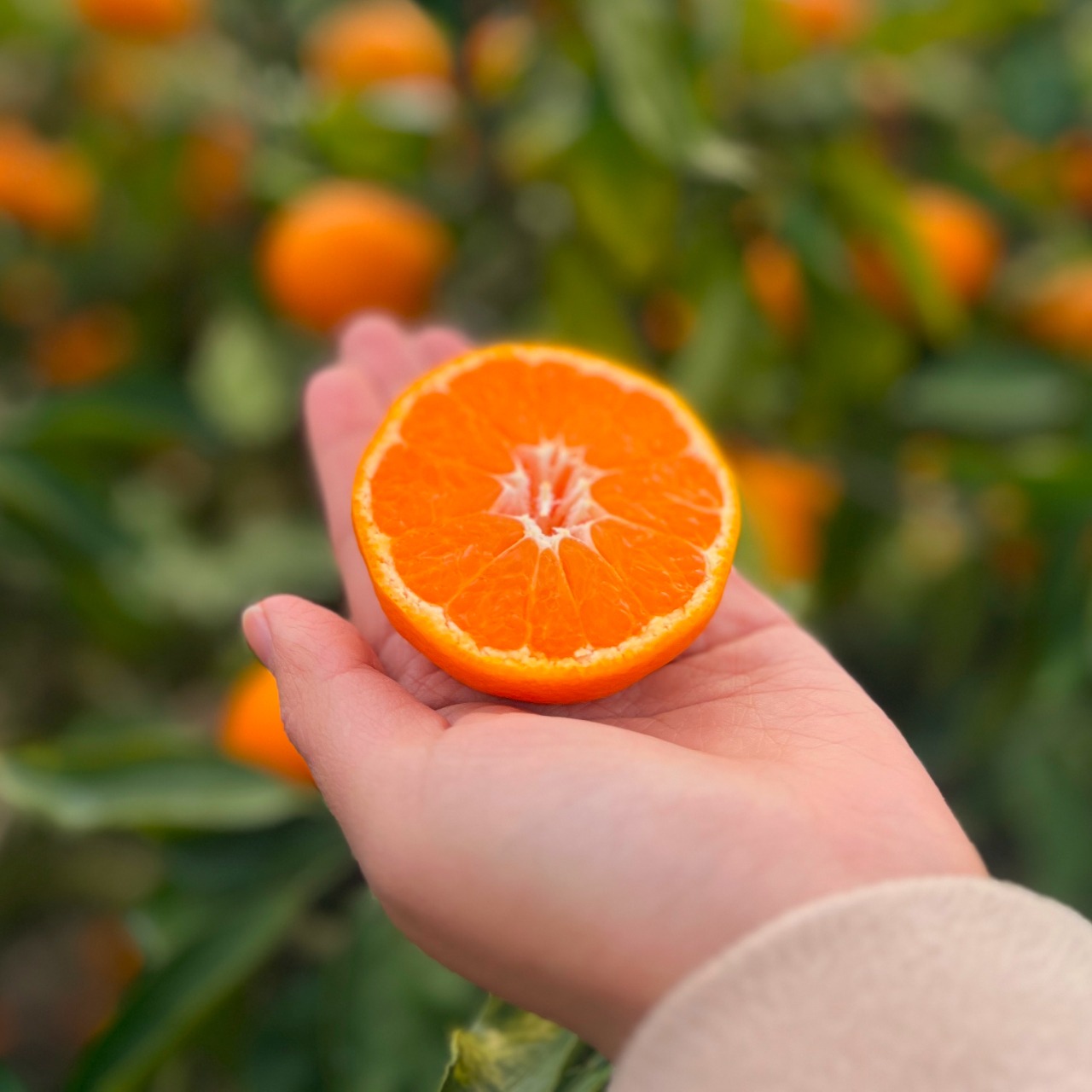 【年明け発送】完熟アルギットみかん 約10kg（早生）