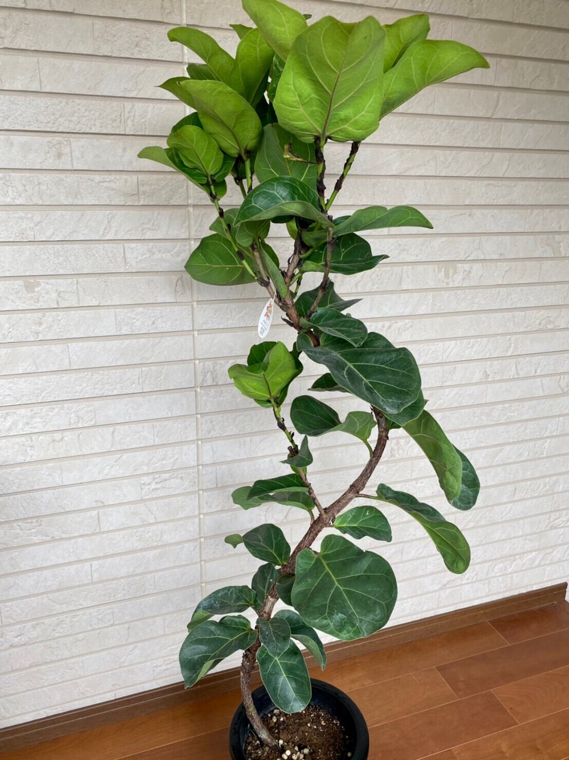 観葉植物 フィカス・バンビーノ 曲り 8号 ① | ハウスプランツショップ
