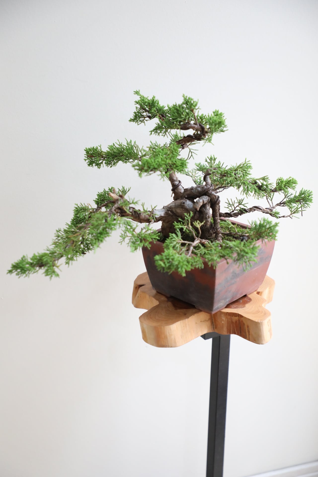 M】糸魚川真柏 盆栽 ※推定樹齢40年/Juniper Shimpaku | 【厳選植物・器