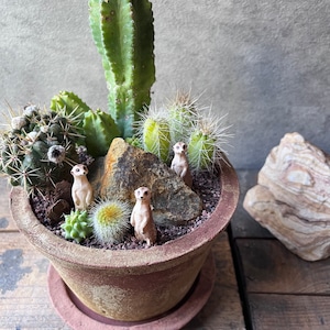 Meerkat Hill