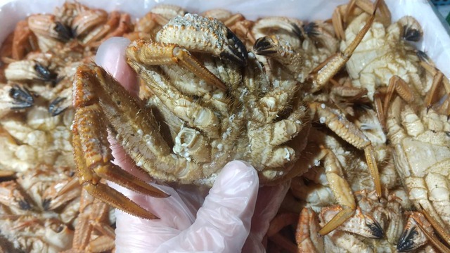 送料無料！！【訳アリ】北海道別海産 冷凍ボイルクリガ二（オス）　5kg詰め 約30尾【サイズ不揃い】　カニパ用　ボイル冷凍