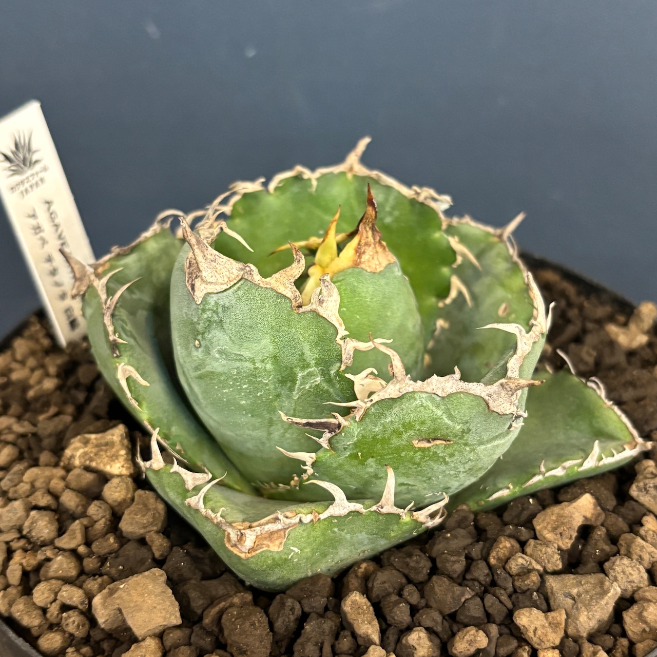 【選抜株】アガベ チタノタ 白鯨【567】