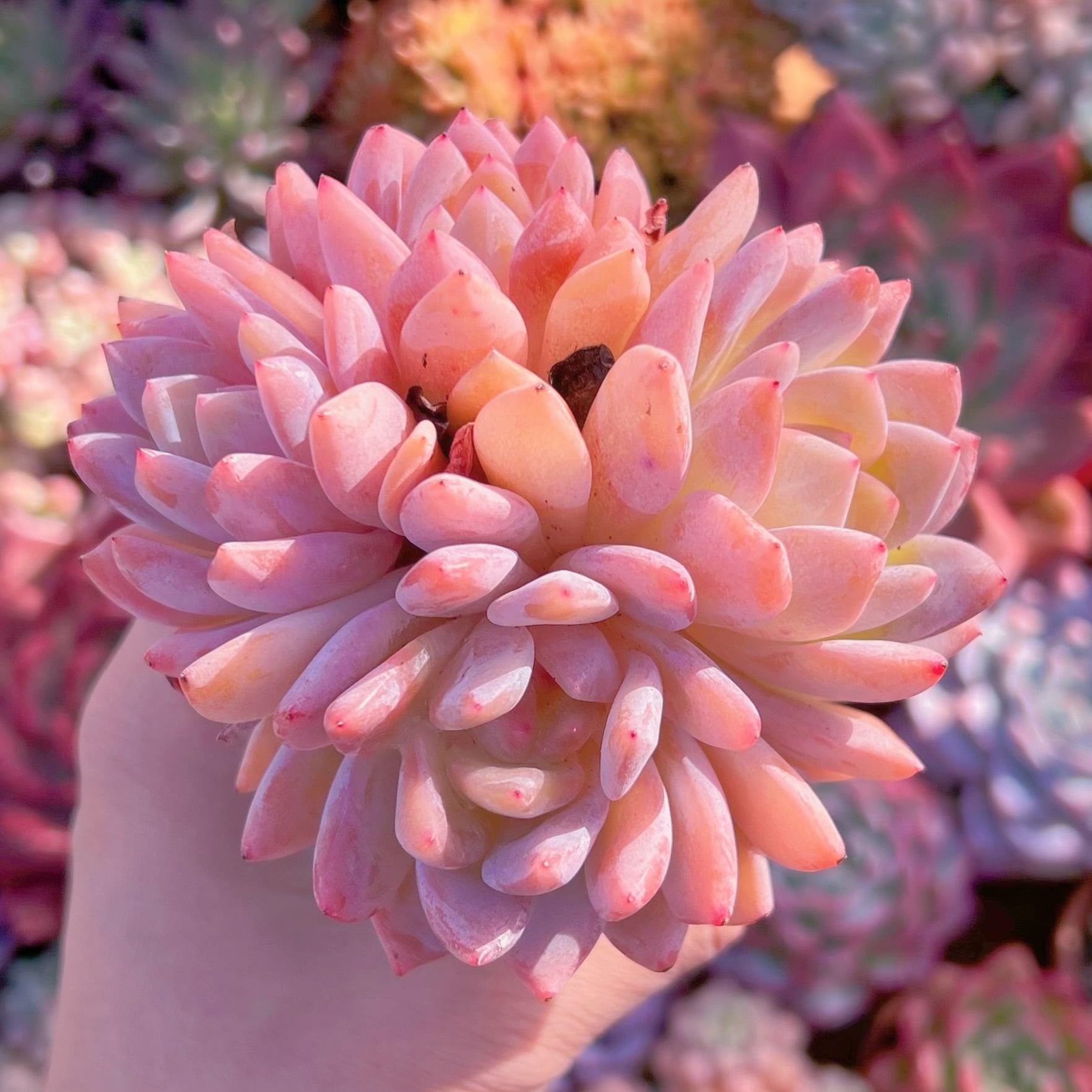 多肉植物　オレンジモンロー 多肉植物 オレンジモンロー 特大群生 新入荷 るる農園 | るる農園~多肉