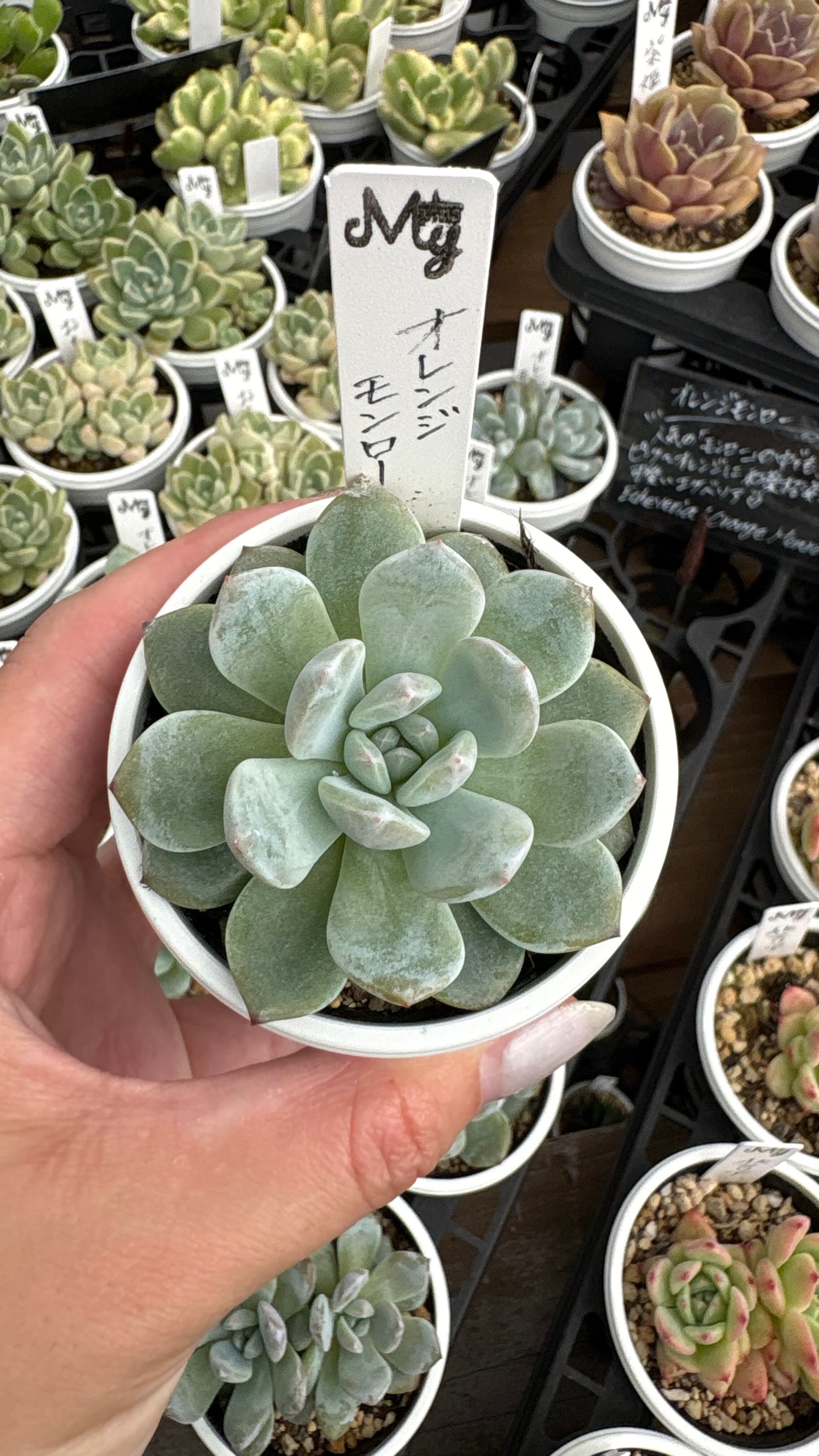 リエール多肉植物の寄せ植えの土 | PAY ID