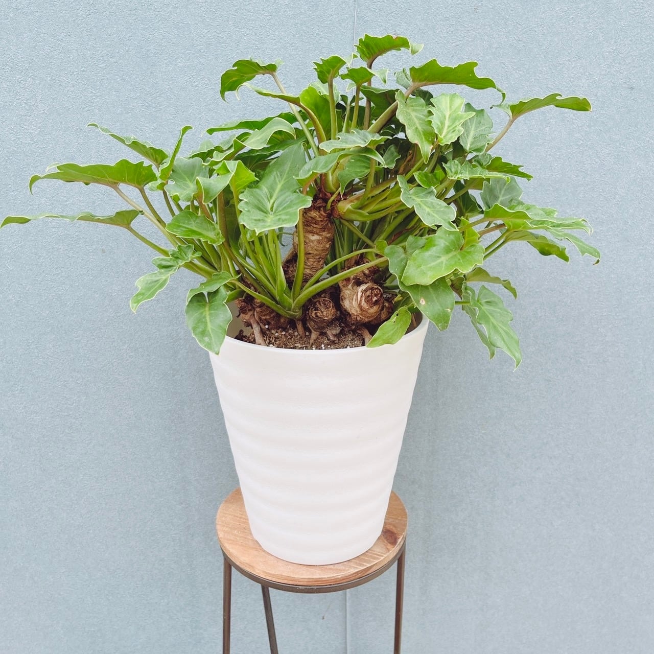 現品］【希少】51番 モンステラ 斑入り 7号 観葉植物 室内 レア 鉢