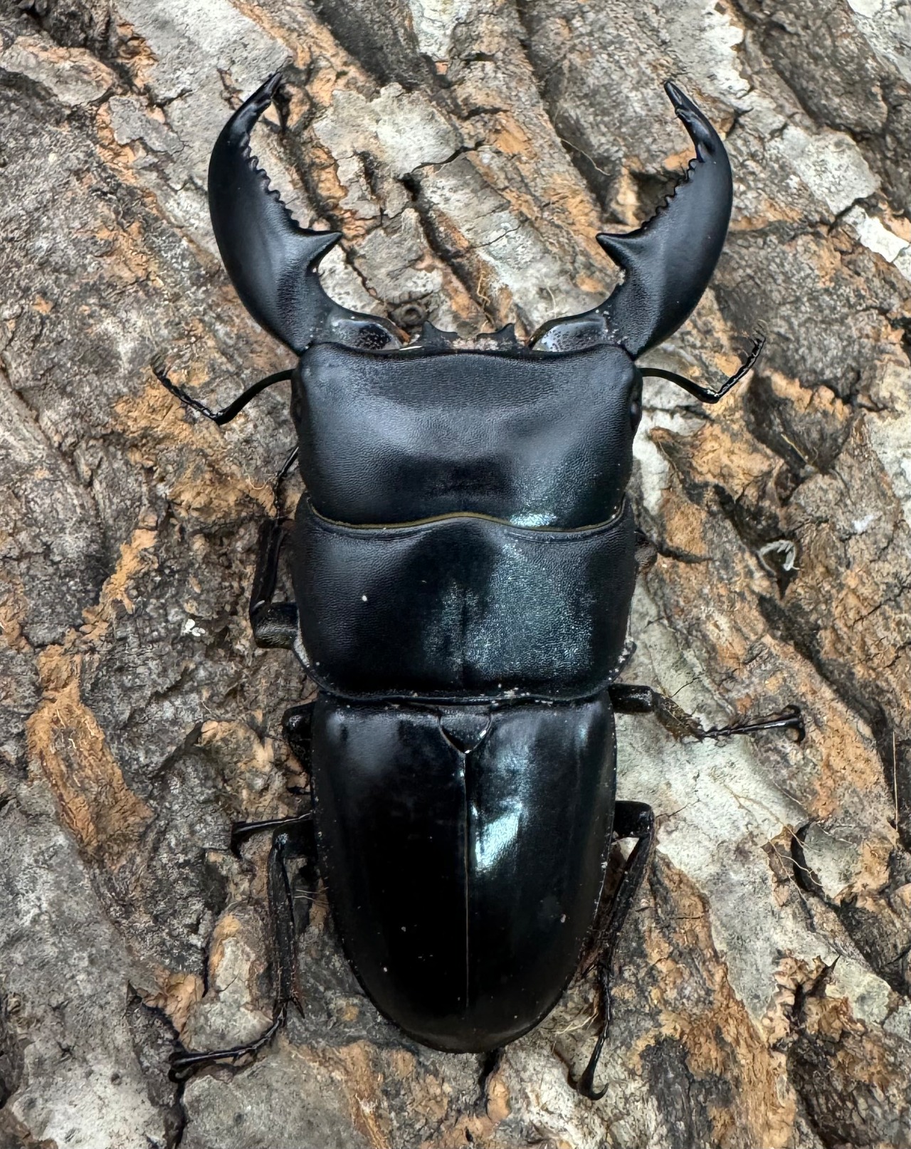 【WD】《スマトラオオヒラタ アチェ産 79mm ペア》