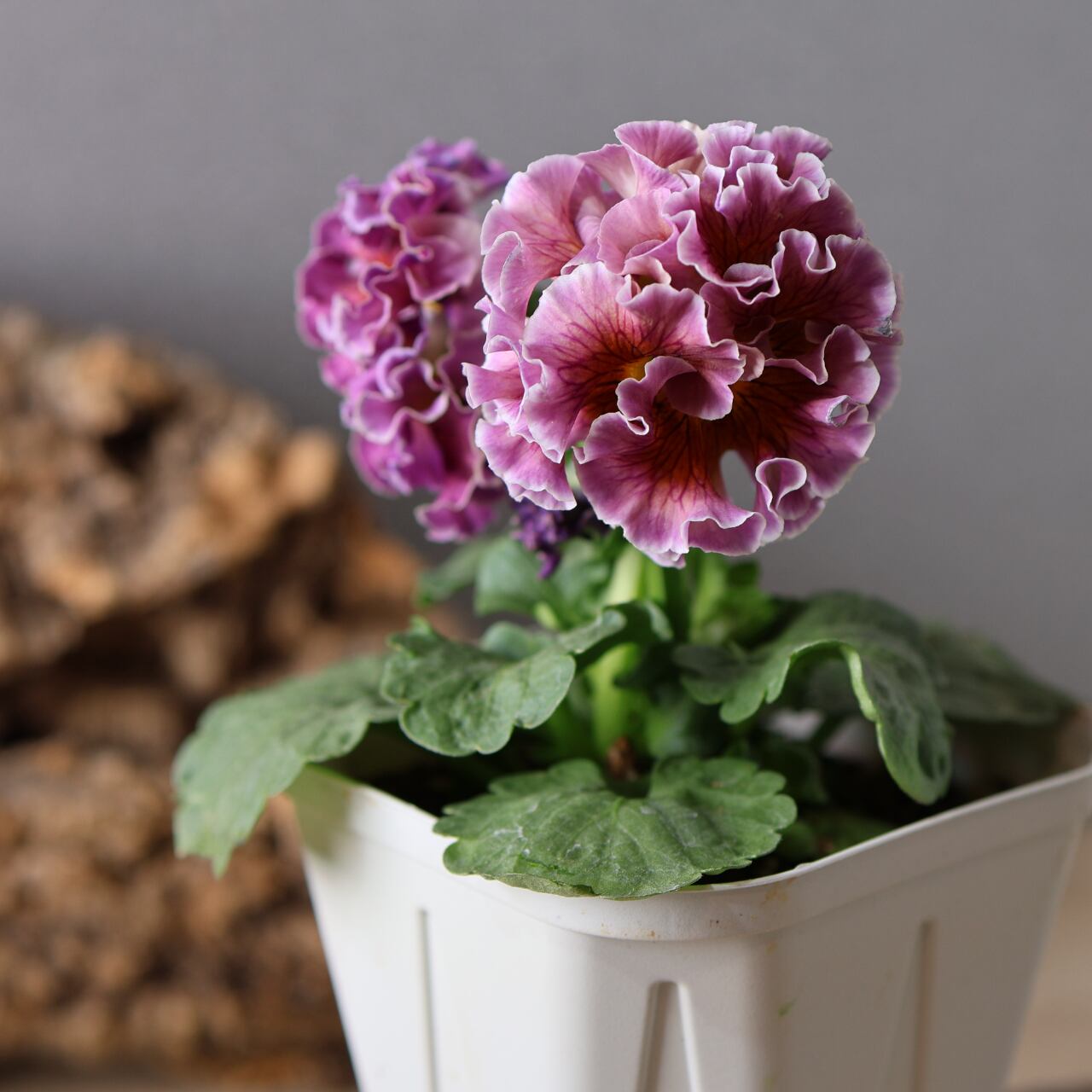 479 超希少！サトウ園芸さんの『ローブ ドゥ アントワネット 