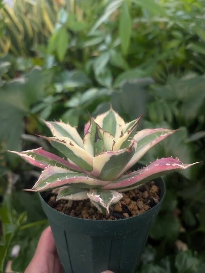 アガベ チタノタ スナグルトゥース ST23 | 多肉植物ハオルチア・アガベ
