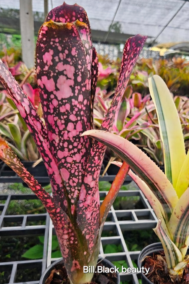 Bill.Black beauty【artPLANTs/PLANTS GARAGE】ビルベルギア/Billbergia/タンクブロメリア