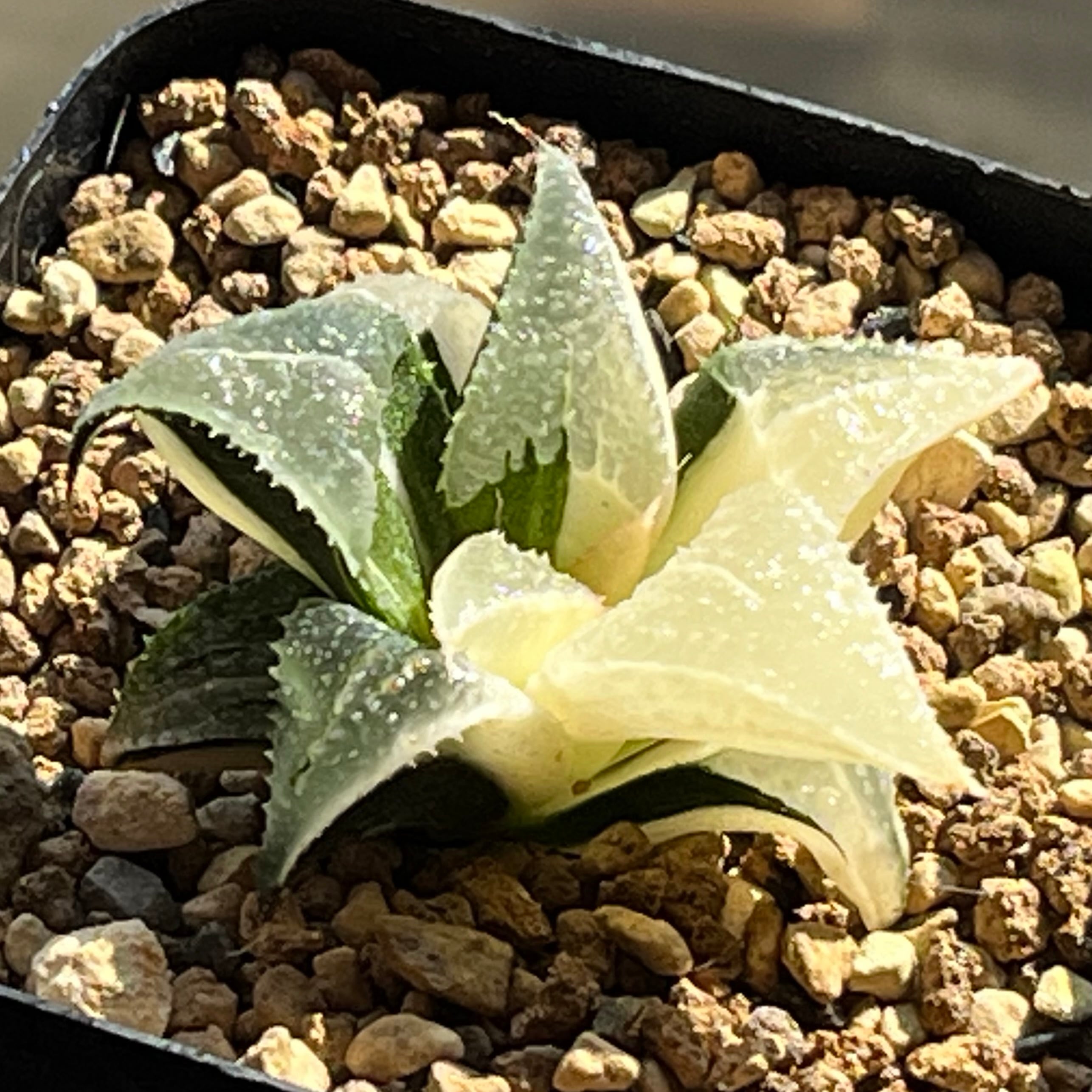 ハオルチア バディア 白鳳錦 | mocono_plants