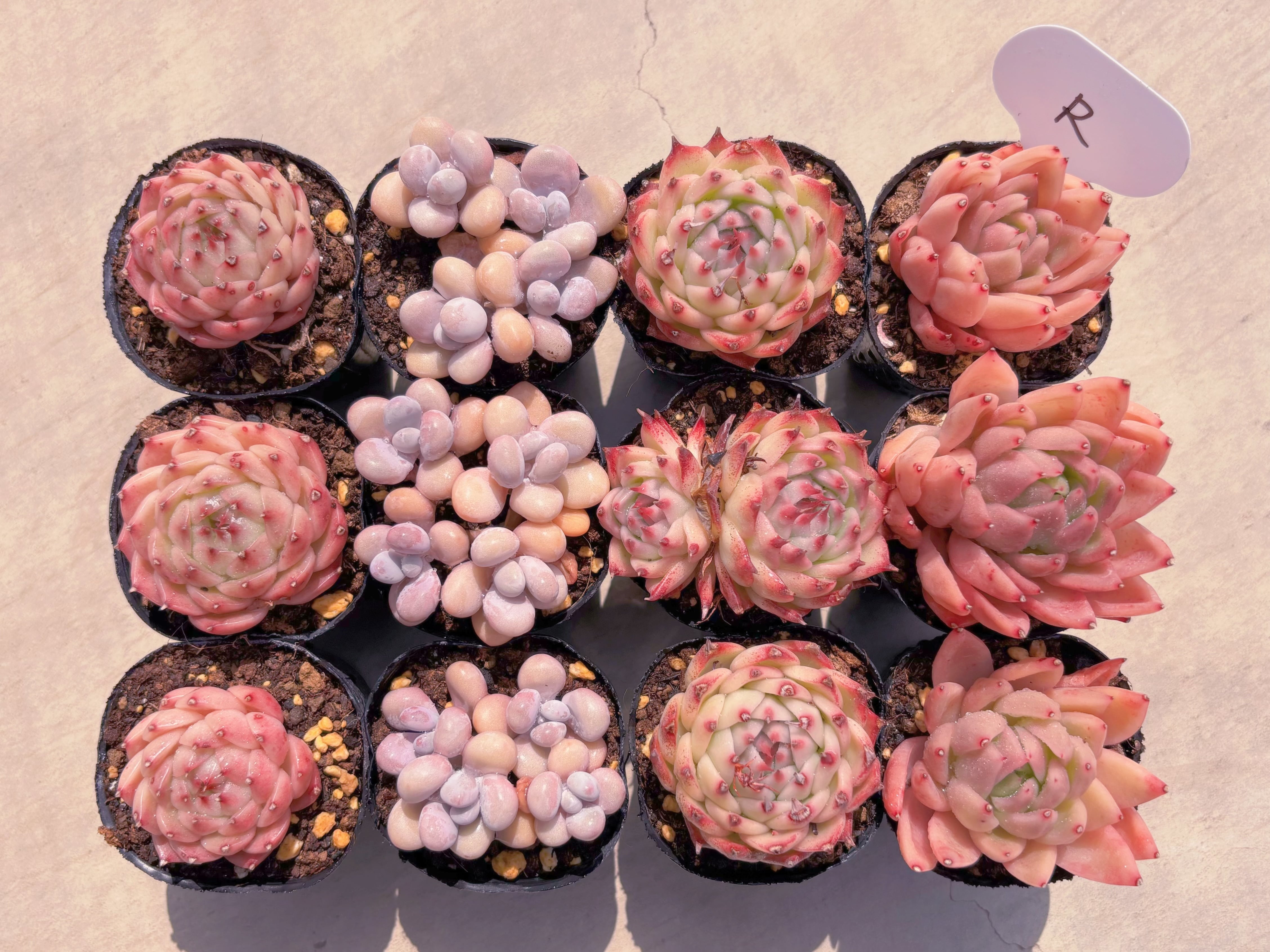 BASE販売会セットR