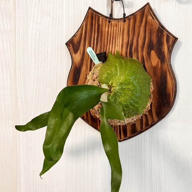 ビカクシダ ホーンズサプライズ 着生板大サイズ 板付 【観葉植物 室内 コウモリラン】