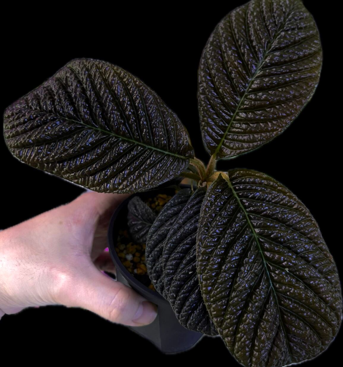 漆黒】Ardisia sp. Sarawak アルディシア サラワク | 熱帯雨林植物専門