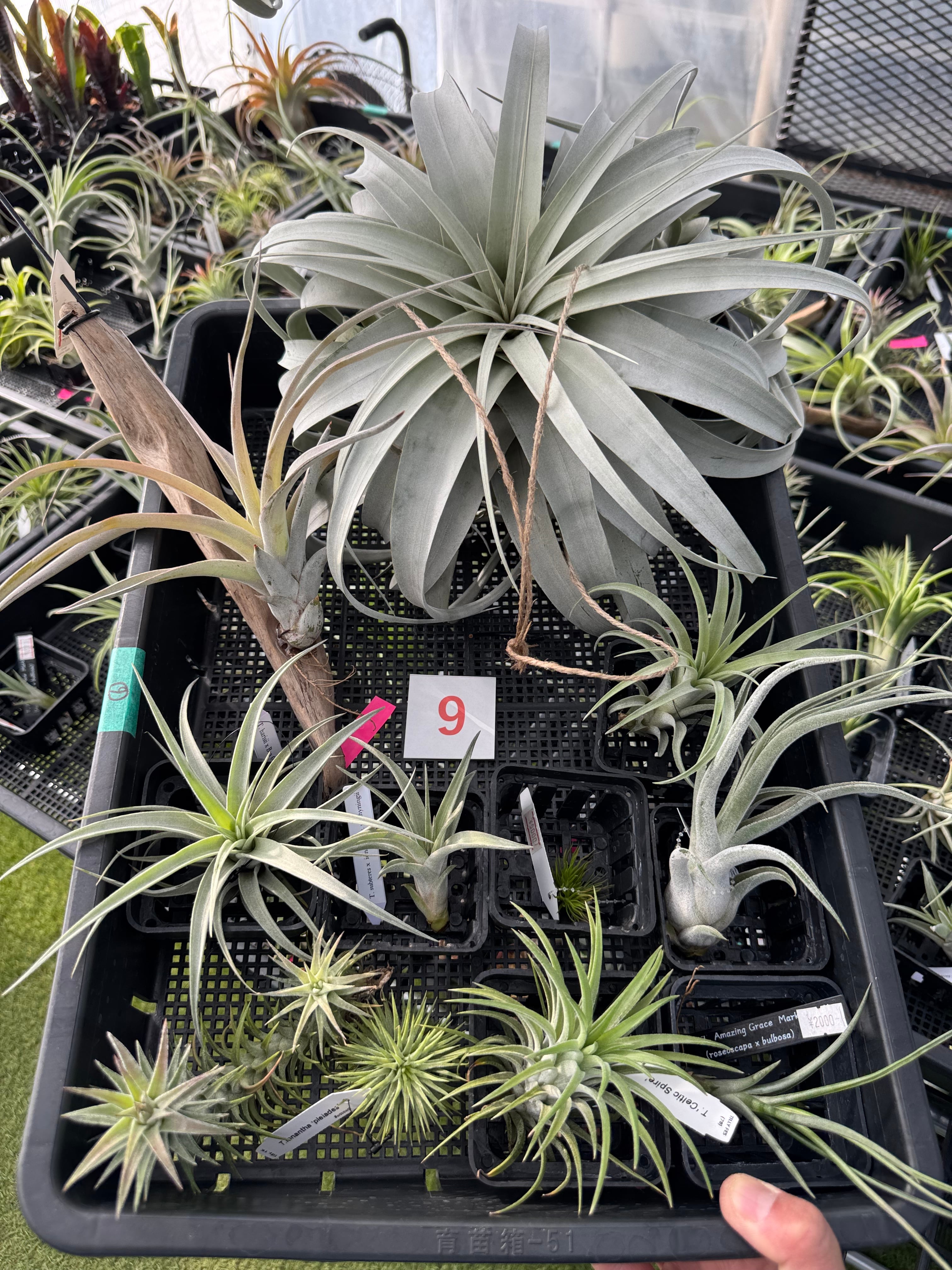 エアプランツ-ティランジア | クルール プランツ couleur plants