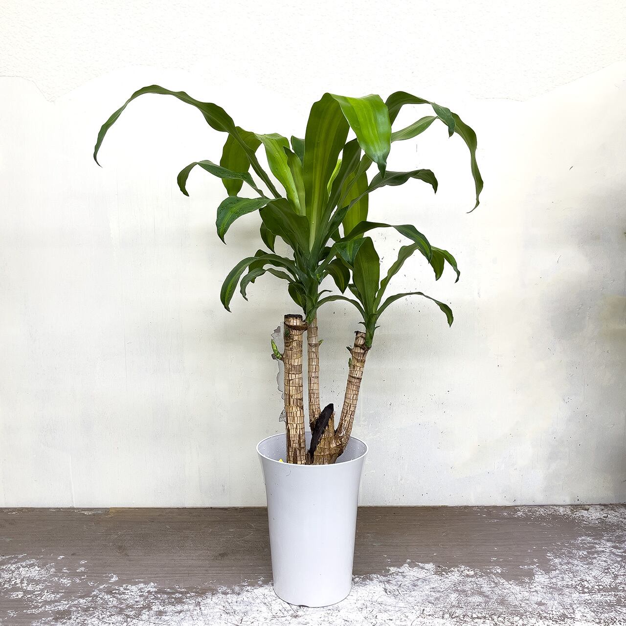 マッサンブランチ 観葉植物 花 グリーンショップあおい