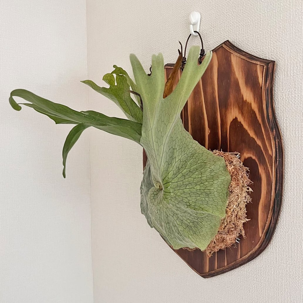 ビカクシダ グランデ 板付 【観葉植物 壁掛け コウモリラン